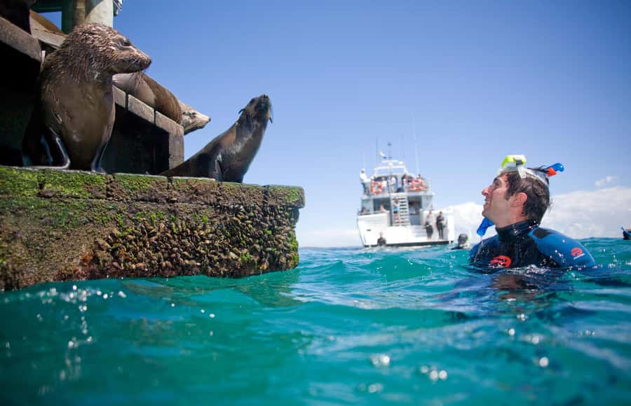 Sorrento: Dolphins & Seals Snorkeling Cruise w/ Lunch - Australian fur seals up close: the slow magic of structure-hunting