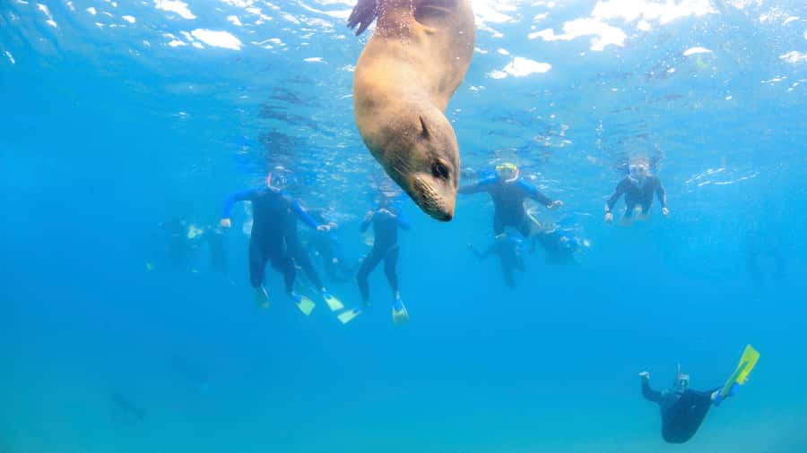 Sorrento: Dolphins & Seals Snorkeling Cruise w/ Lunch - Price and value: what $148 buys in the real world