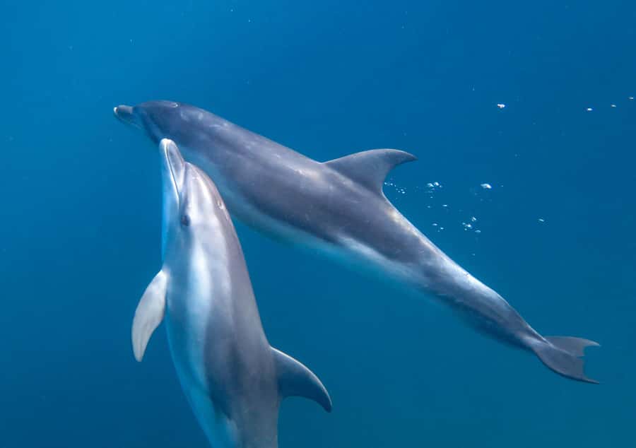 Sorrento: Dolphins & Seals Snorkeling Cruise w/ Lunch - Should you book this Sorrento dolphins and seals cruise?