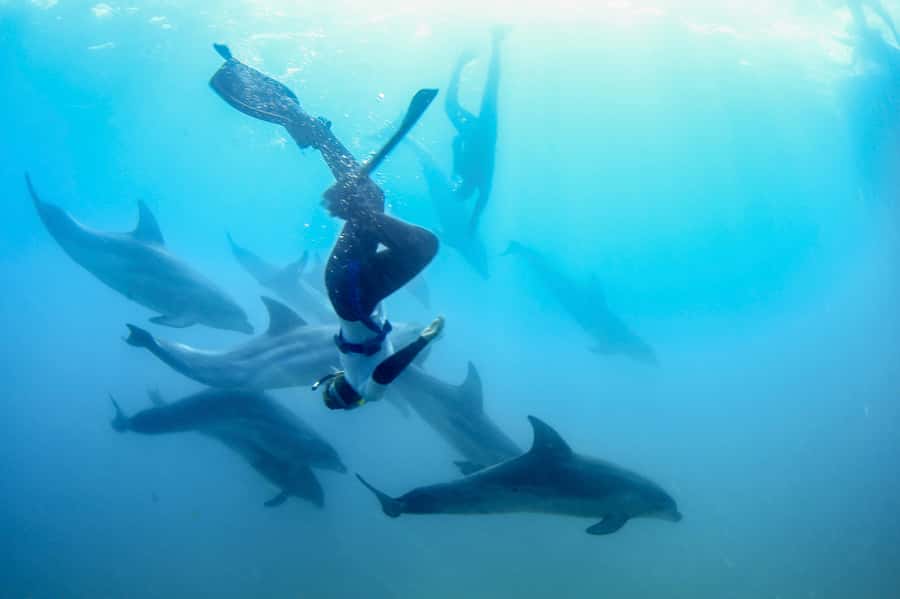 Sorrento: Dolphins & Seals Snorkeling Cruise w/ Lunch - Port Phillip Bay shallow-water snorkeling: calm waters, close wildlife