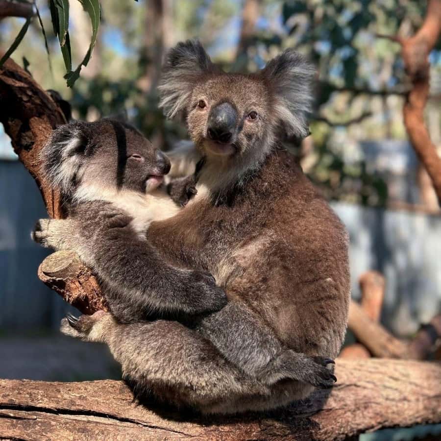 Tynong/Melbourne: Gumbuya World Theme Park Entry Ticket - Price and value: what the $49 entry ticket covers, and what costs extra