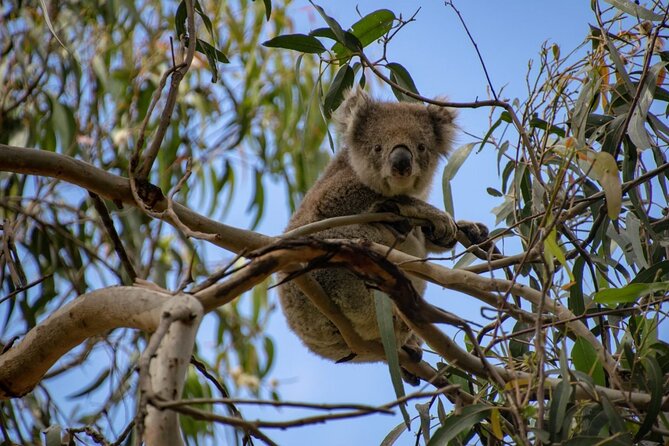 Ultimate Great Ocean Road Morning Escape Full Day Tour - The road through Great Otway National Park and koala-spotting