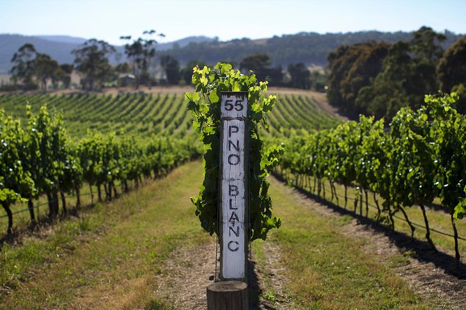 Ultimate Yarra Valley Chandon, Soumah & De Bortoli Cheese & Wine - Key highlights you should care about