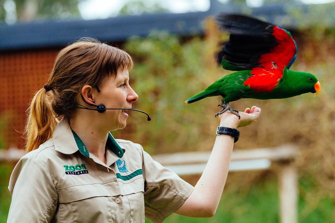 VIP Sanctuary Tour at Healesville Sanctuary - excl. entry - Logistics That Can Make or Break the Day