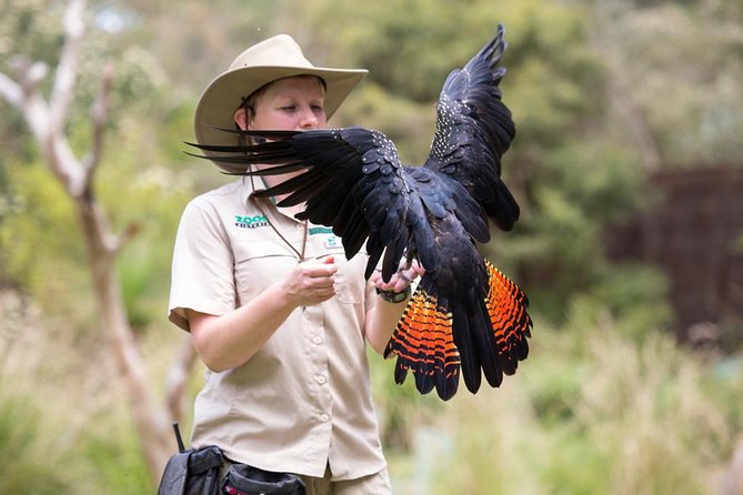 VIP Sanctuary Tour at Healesville Sanctuary - excl. entry - Stop 1: Healesville Sanctuary With Your Exclusive Ranger