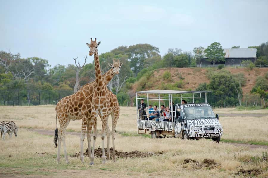 Werribee Open Range Zoo: Entry Ticket - Quick hits before you go