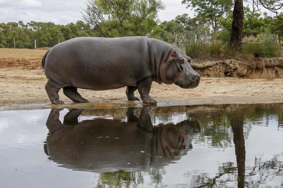 Werribee Open Range Zoo: Entry Ticket - Price and value: is $37 a good deal for your day?