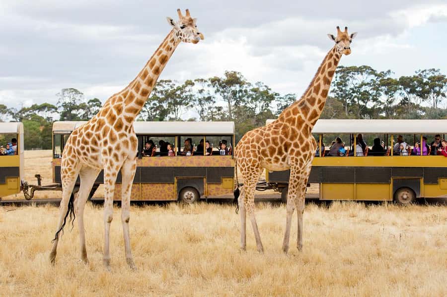 Werribee Open Range Zoo: Entry Ticket - How to pace your day: don’t rush the open range