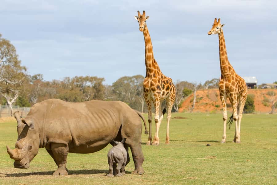 Werribee Open Range Zoo: Entry Ticket - Safari drive across the open-range savannah: the main event