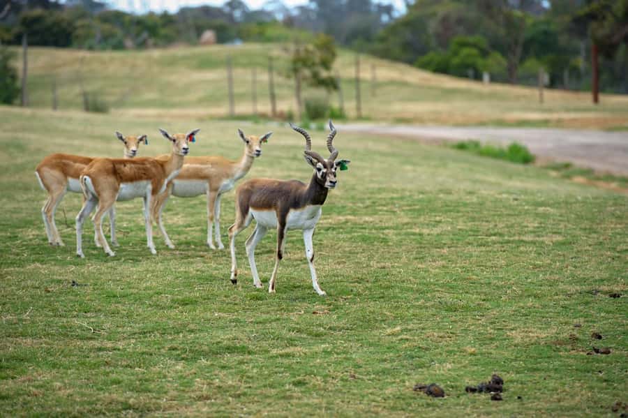 Werribee Open Range Zoo: Entry Ticket - Lions, gorillas, hippos, and monkeys: beyond the bus