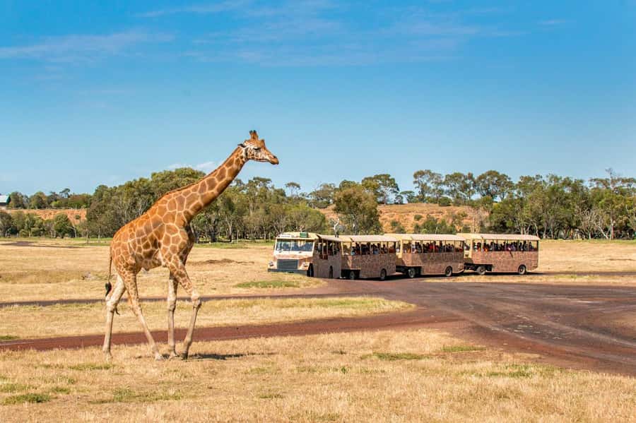 Werribee Open Range Zoo: Entry Ticket - Shade, seats, picnic strategy, and small comfort wins
