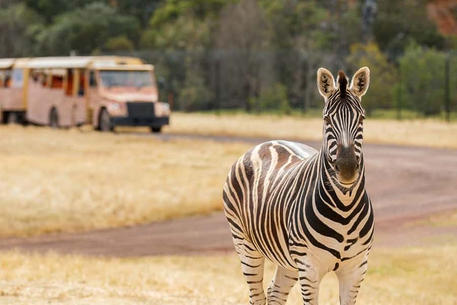 Werribee Open Range Zoo: Entry Ticket - Getting there: car or train and bus without stress