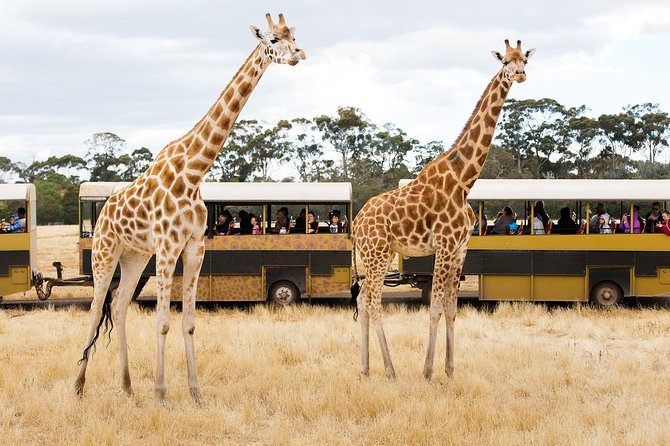 Werribee Open Range Zoo General Admission Ticket - Getting to Werribee Open Range Zoo with a clear plan