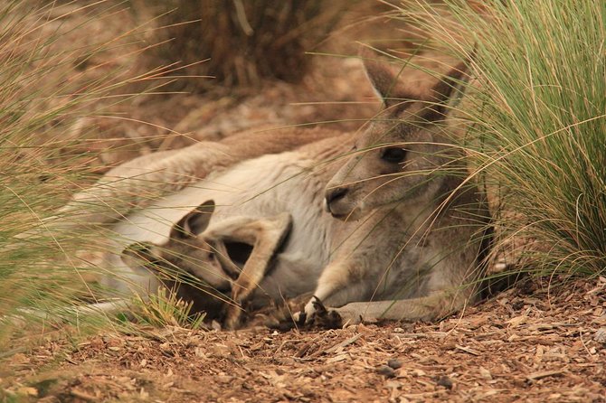 Werribee Open Range Zoo General Admission Ticket - Kubu River Hippos: the exhibit that sets the tone