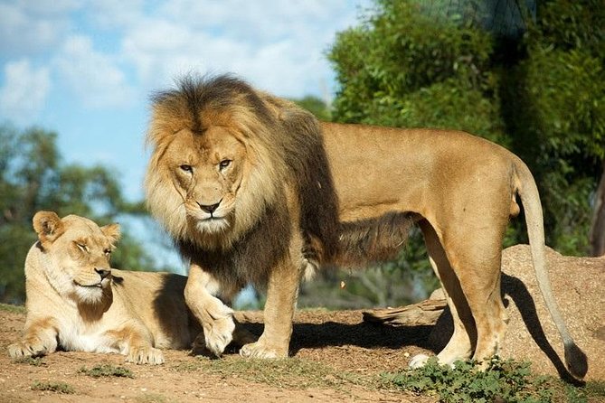 Werribee Open Range Zoo General Admission Ticket - Keeper talks and presentations: the included learning you should use