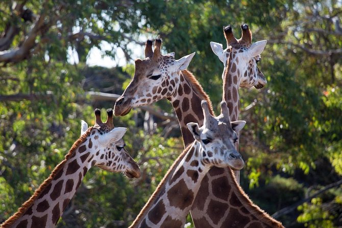 Werribee Open Range Zoo General Admission Ticket - Food, timing, and how long 3 hours really feels