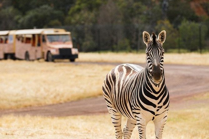 Werribee Open Range Zoo General Admission Ticket - The safari bus: grassland viewing done the smart way