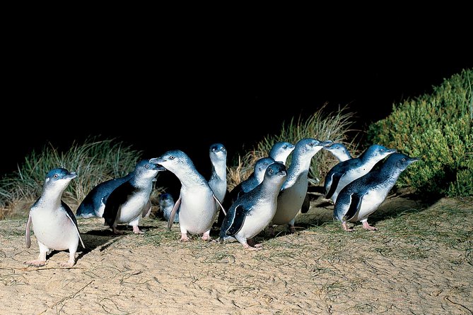Wilson's Promontory & Phillip Island - 'Prom & Penguins' Tour - Wilsons Promontory National Park: beaches, bushwalks, and flexibility