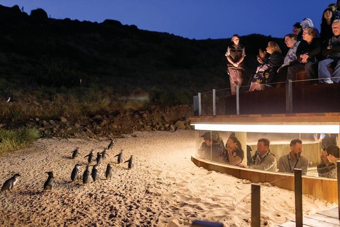 Wilson's Promontory & Phillip Island - 'Prom & Penguins' Tour - Lilly Pilly Gully: a calmer rainforest option