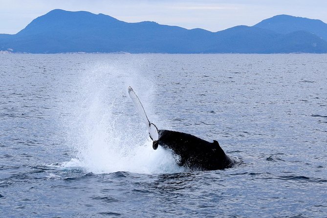 Wilsons Prom Whale Cruise - Key points worth knowing before you go