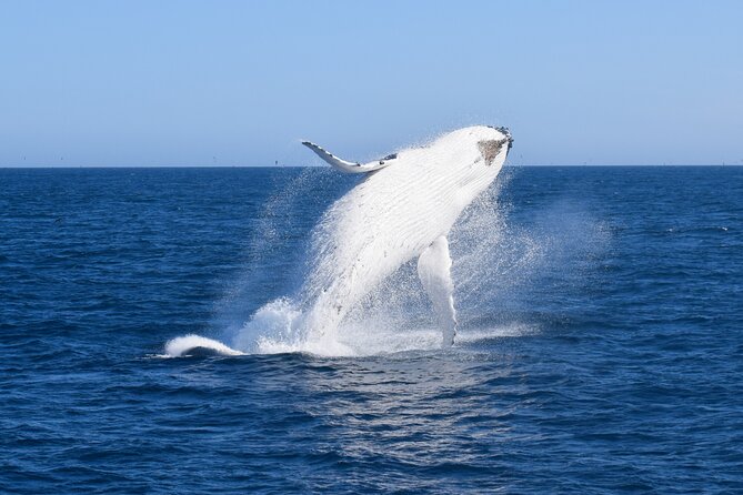 Wilsons Prom Whale Cruise - Whale watching from a catamaran: how you spot humpbacks with calves