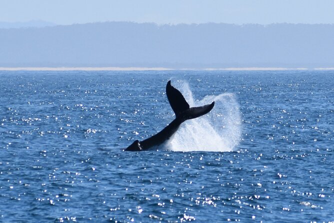 Wilsons Prom Whale Cruise - Wilsons Prom route highlights: coastline time, a lighthouse, Refuge Cove, and Waterloo Bay