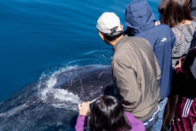 Wilsons Prom Whale Cruise - Weather and timing: planning around a 6 hour, catamaran day