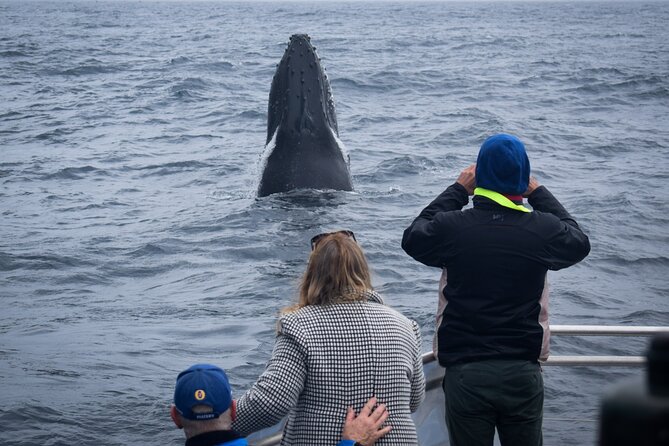 Wilsons Prom Whale Cruise - Should you book the Wilsons Prom Whale Cruise?