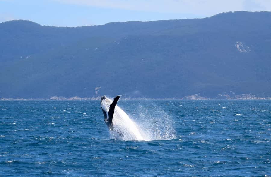 Wilsons Promontory: Whale Spotting Cruise with Lunch - Key highlights that make this cruise worth your time