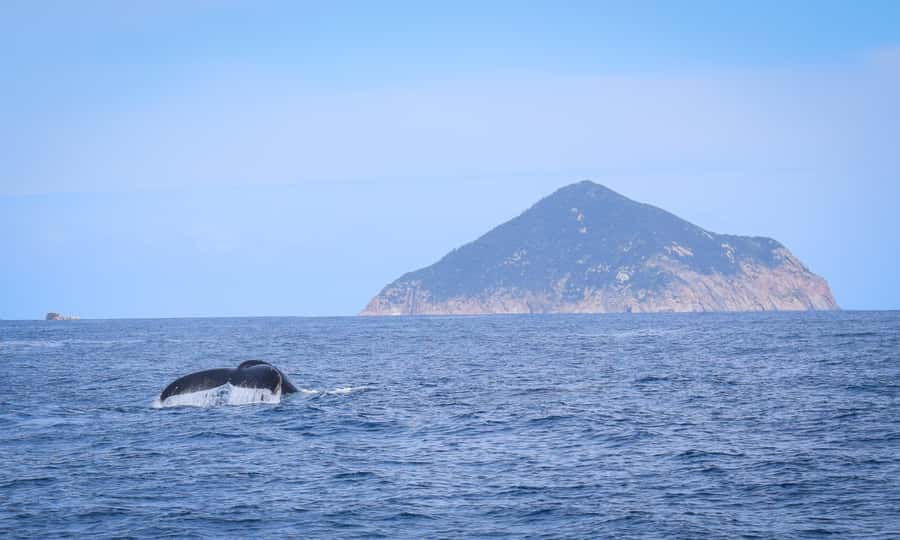 Wilsons Promontory: Whale Spotting Cruise with Lunch - Should You Book It? My Honest Take Before You Commit