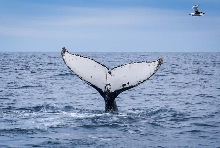 Wilsons Promontory: Whale Spotting Cruise with Lunch - First Glimpse Off Wilsons Promontory: What Makes This 6-Hour Cruise Work