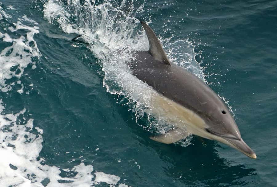 Wilsons Promontory: Whale Spotting Cruise with Lunch - More Than Whales: Dolphins, Australian Fur Seals, and Sea Birds