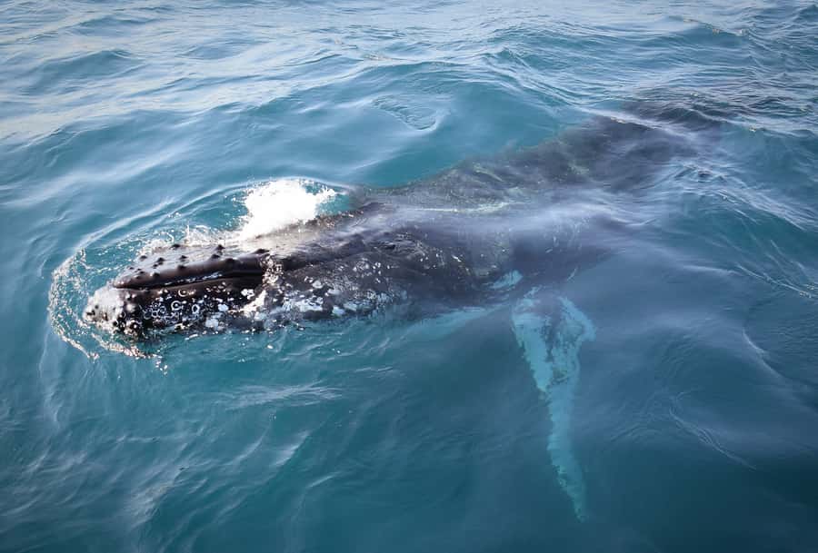 Wilsons Promontory: Whale Spotting Cruise with Lunch - Lunch and Morning Tea: Simple Food That Keeps You Focused