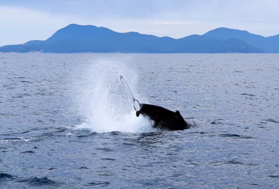 Wilsons Promontory: Whale Spotting Cruise with Lunch - Price and Value: Is $180 Worth It in Victoria?
