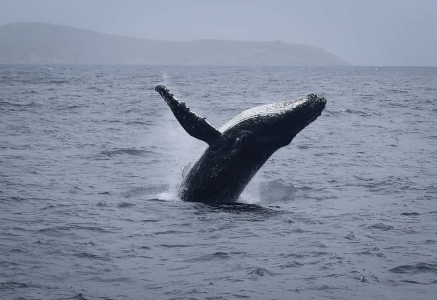 Wilsons Promontory: Whale Spotting Cruise with Lunch - Who Should Book This Cruise, and Who Might Feel Disappointed