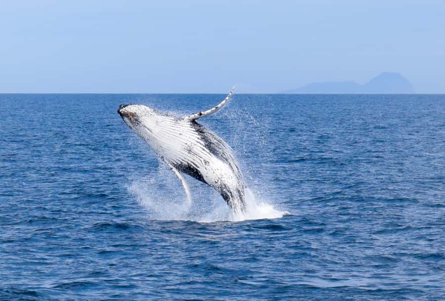 Wilsons Promontory: Whale Spotting Cruise with Lunch - The Whales You’ll Target, and How the Migration Route Changes the Odds