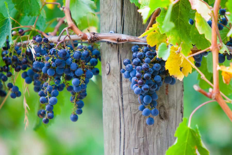Yarra Valley: Bus Wine Tour with Lunch and a Glass of Wine - Lunch with a glass of wine: the meal that turns the day from work to fun