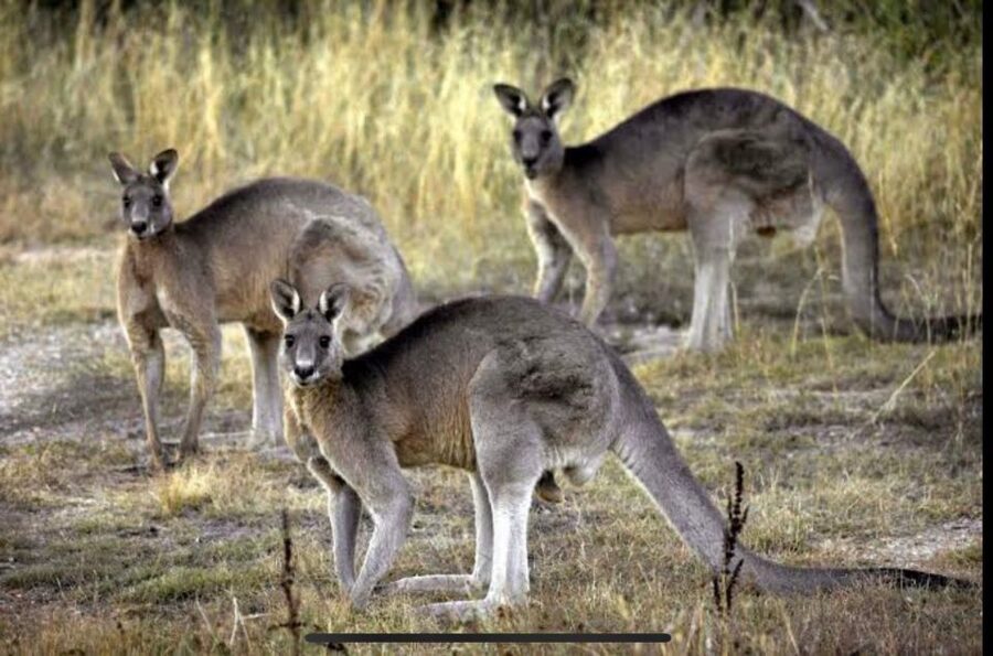 Yarra Valley Foodies Tour with Chandon and Kangaroo Safari! - Sunset kangaroo safari: the “secret stop” that turns the day into a memory