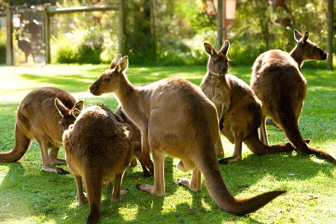 Yarra Valley Wildlife & Wine Day Tour with Healesville Sanctuary - Key points before you go