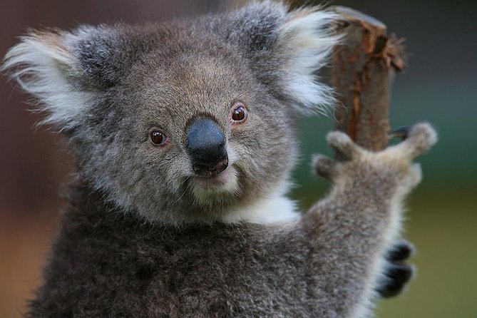 Yarra Valley Wildlife & Wine Day Tour with Healesville Sanctuary - Morning Pickup and the Healesville Sanctuary Lead-In