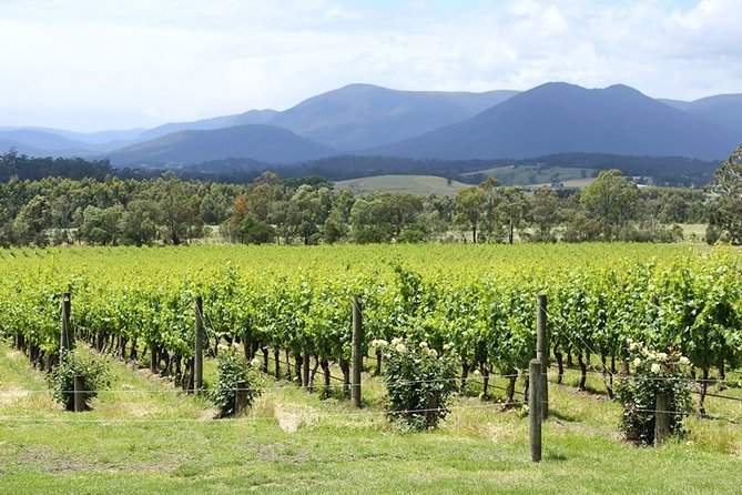 Yarra Valley Wine Day Tour - Scenery breaks, timing, and why the guide matters on a long day