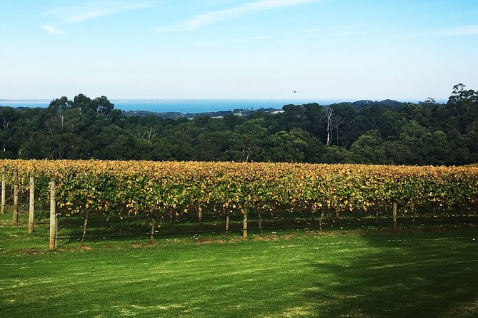 Yarra Valley Wine Tour inc lunch with a glass of wine, tastings and chocolate - Stop 1: Helen’s Hill Estate, a rustic start to your tastings