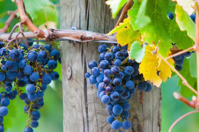 Yarra Valley Wine Tour inc lunch with a glass of wine, tastings and chocolate - Yarra Valley Chocolaterie & Ice Creamery: complimentary chocolate tastings to finish