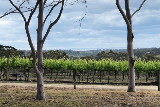 Yarra Valley Wine Tour inc lunch with a glass of wine, tastings and chocolate - How the day is paced (6 to 8 hours, up to 24 people)